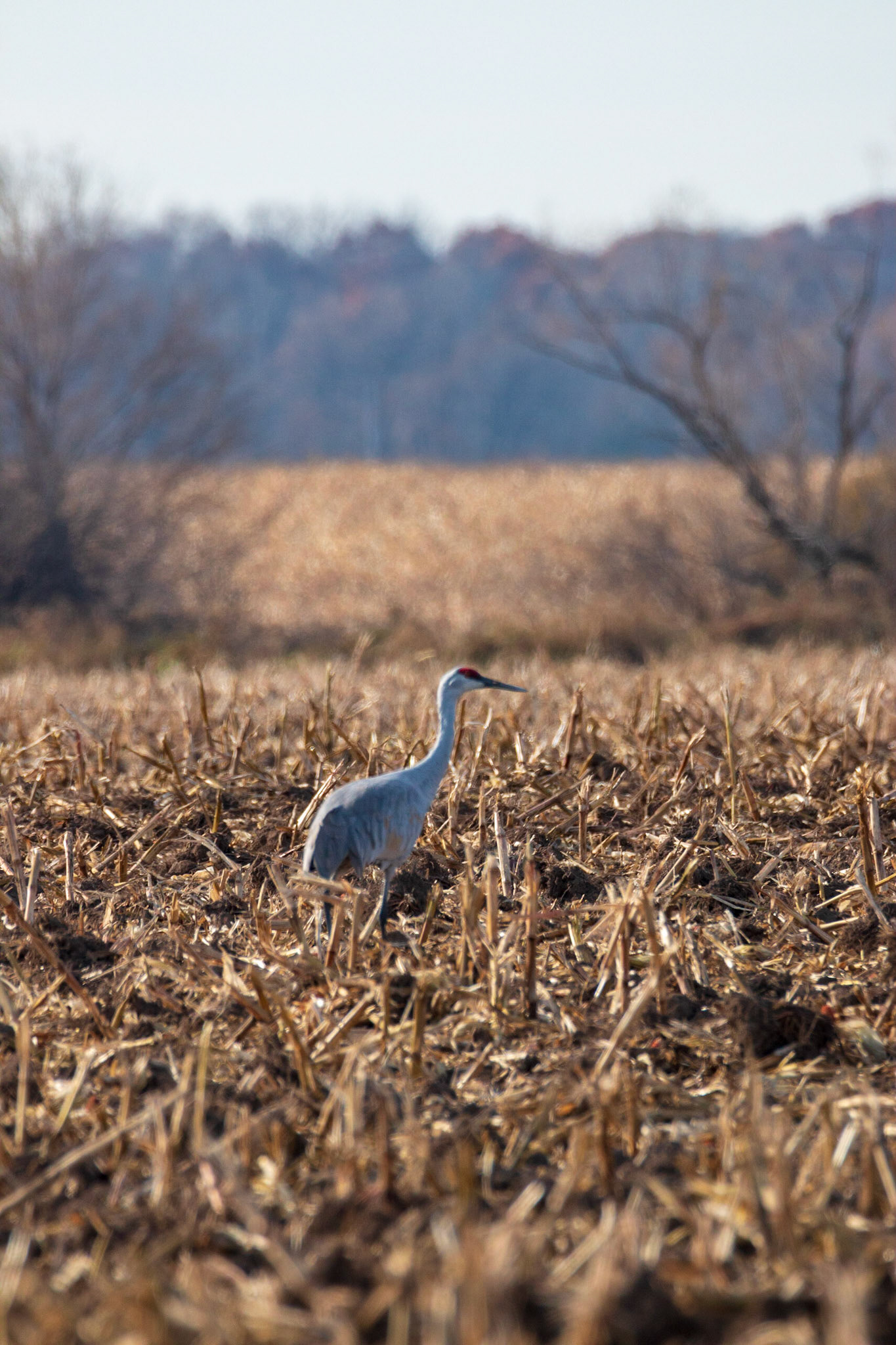 Sandhill Cranes in cornfield on 7th St NW