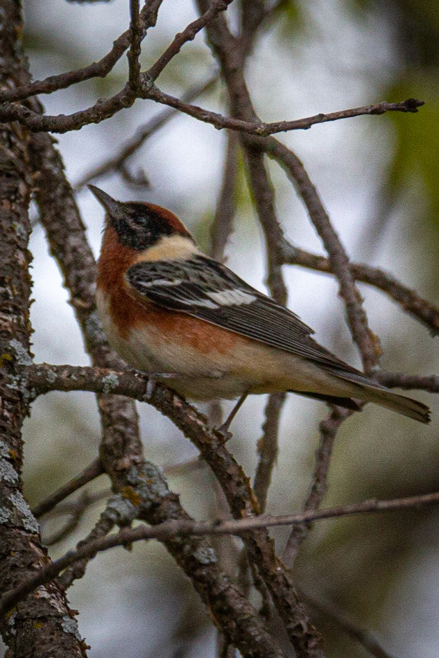 Bay-breasted Warbler at Sherburne NWR