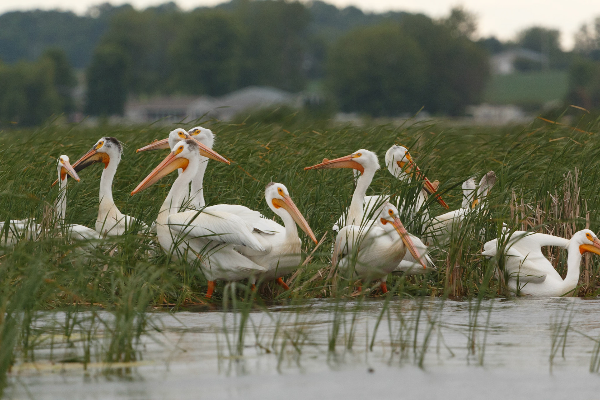 American White Pelicans just off the boat launch in the City Park of Osakis.