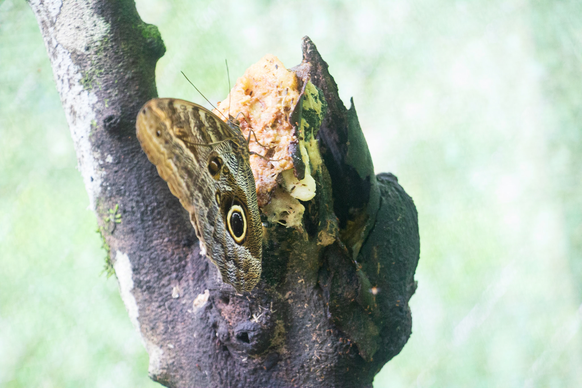 Owl Butterfly