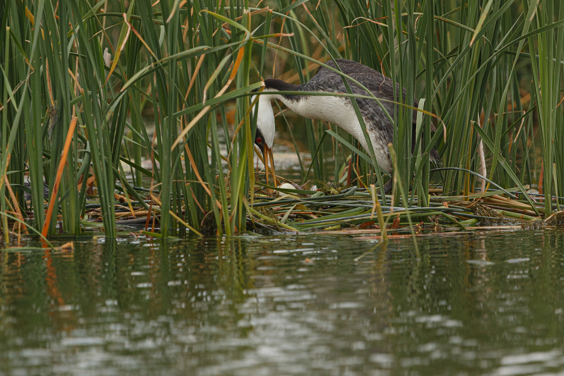 Western Grebe tending the nest.