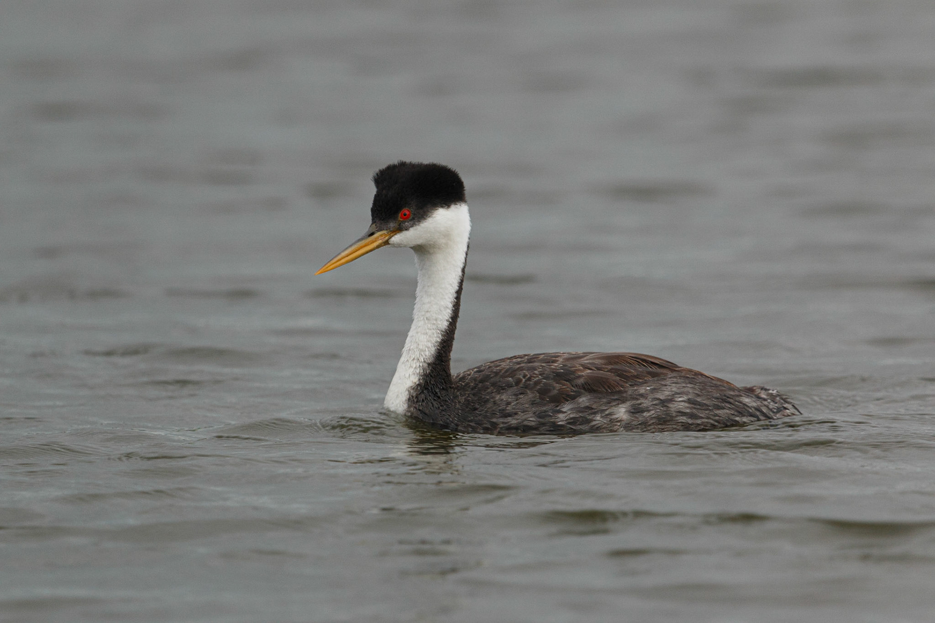 Western Grebe
