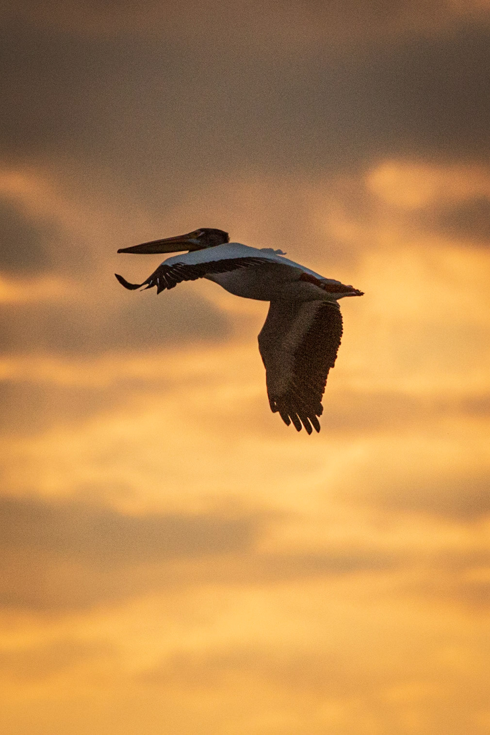 American White Pelican