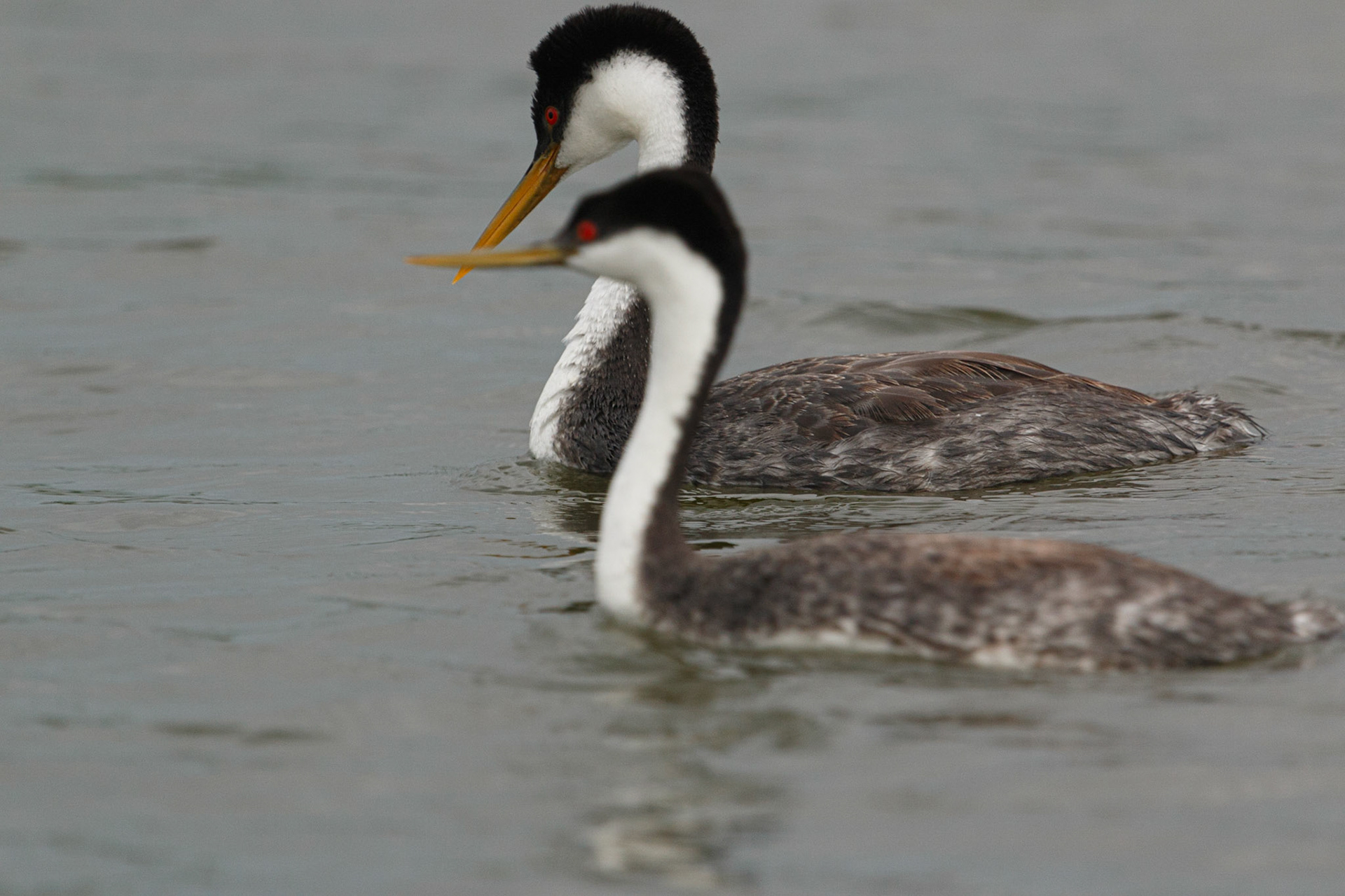 Western Grebe