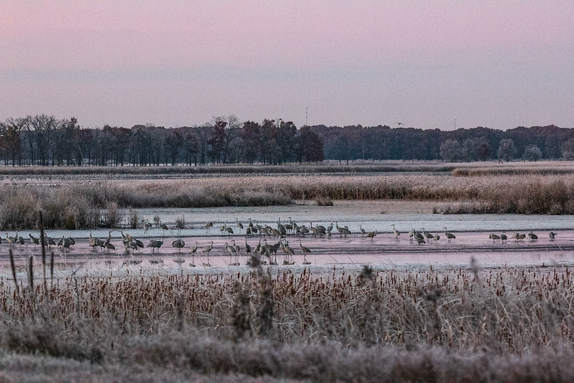 St. Francis Pool and Sandhill Cranes at dawn