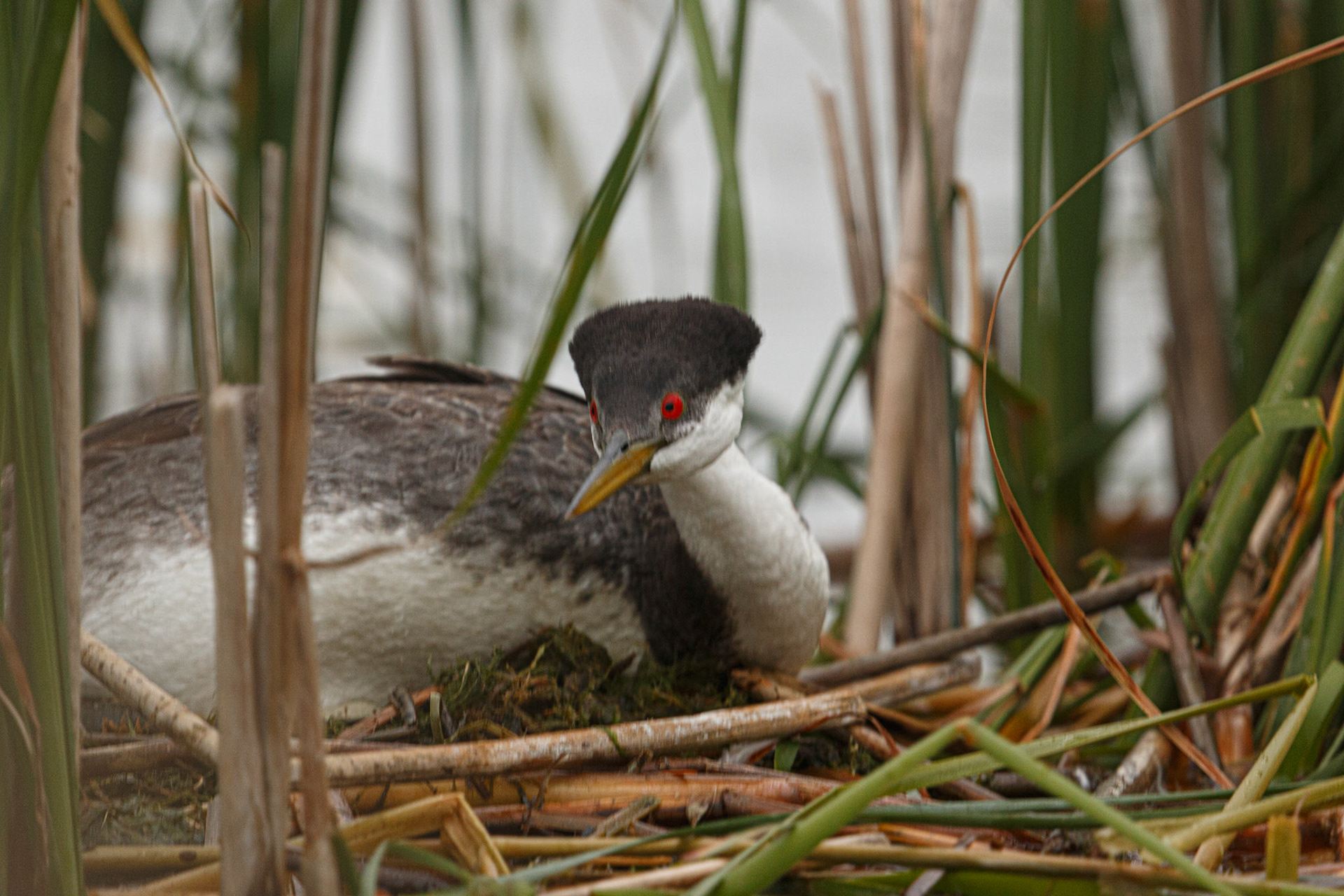 Western Grebe on nest and on guard.