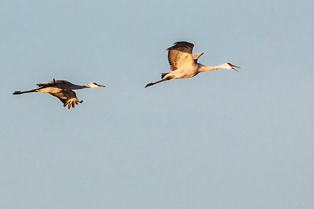 St. Francis Pool and Sandhill Cranes at dawn
