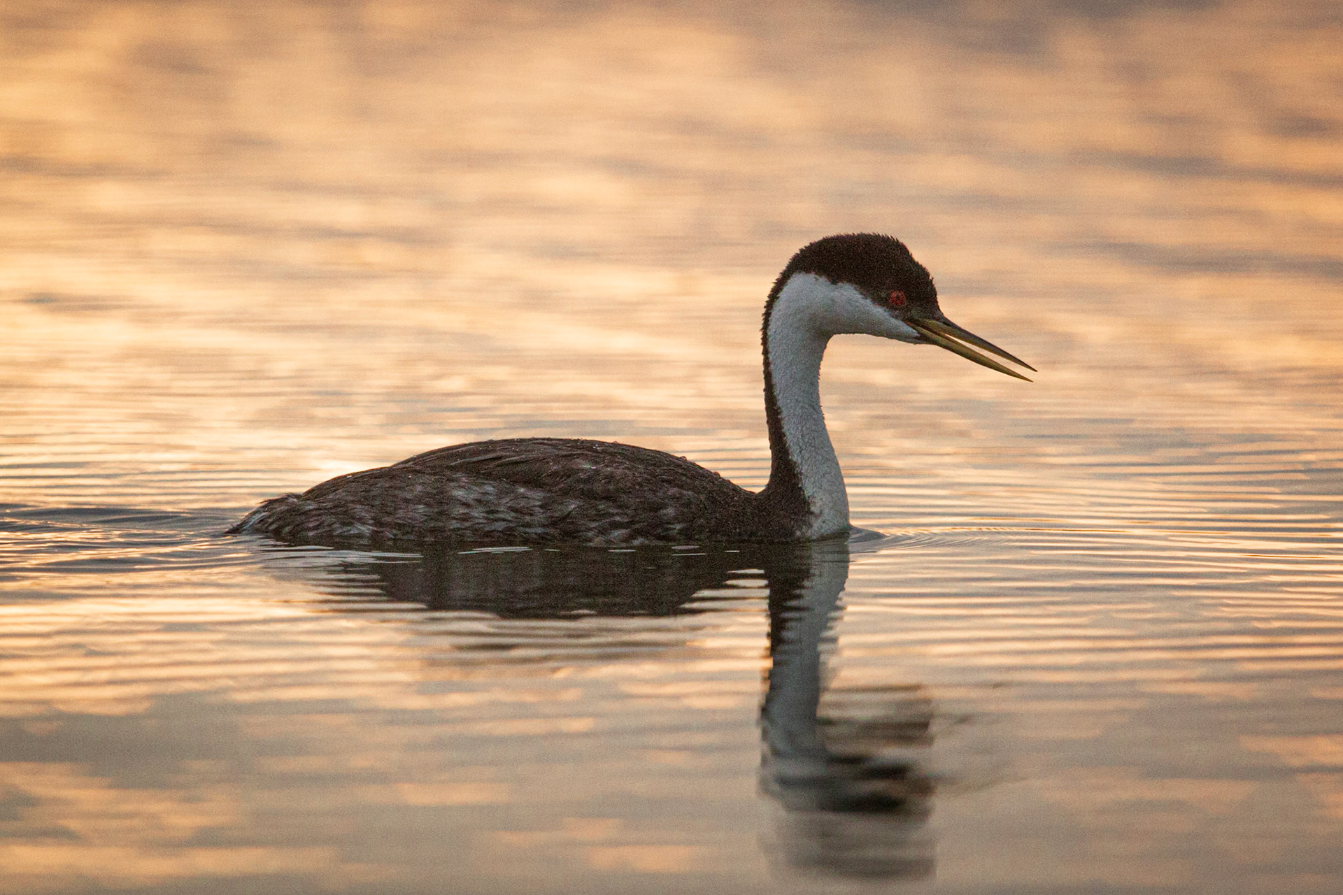 Western Grebe