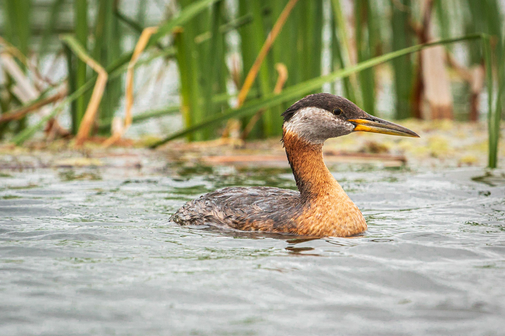Red-necked Grebe