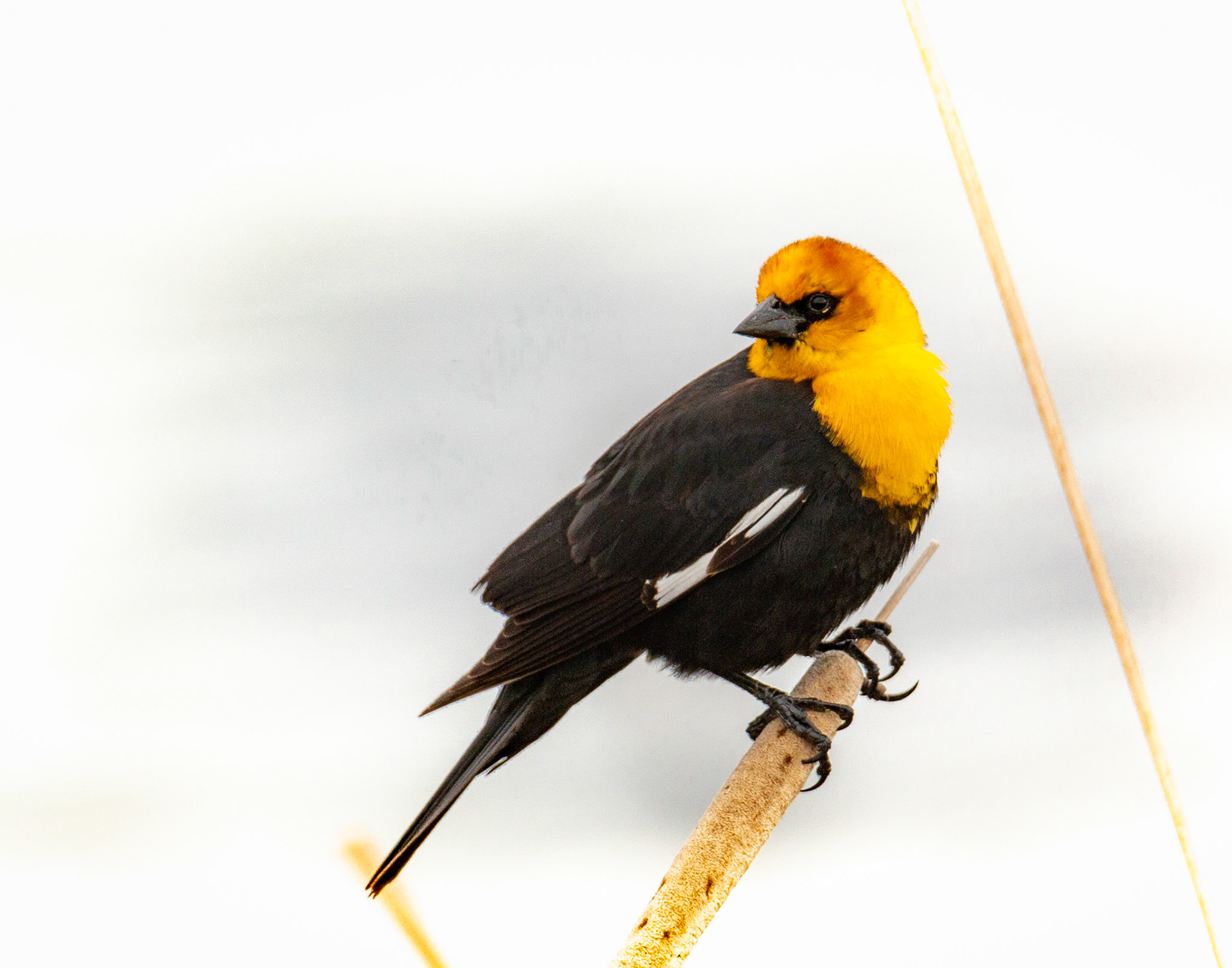 Yellow Headed Blackbird, Hampden Slough NWR