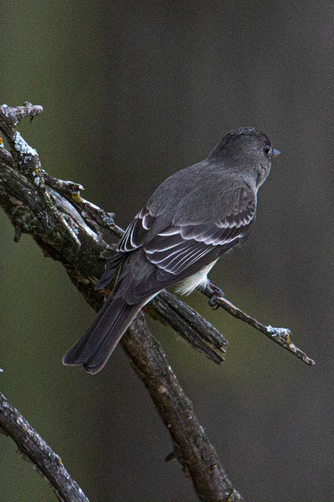 Willow Flycatcher at Sherburne NWR