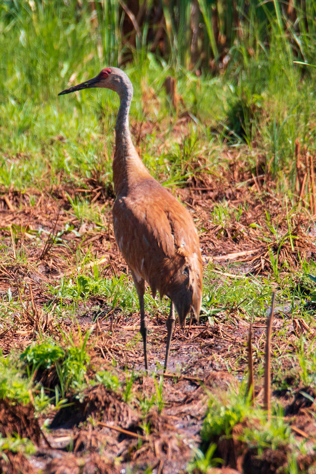 Sandhill Crane, Sherburne NWR