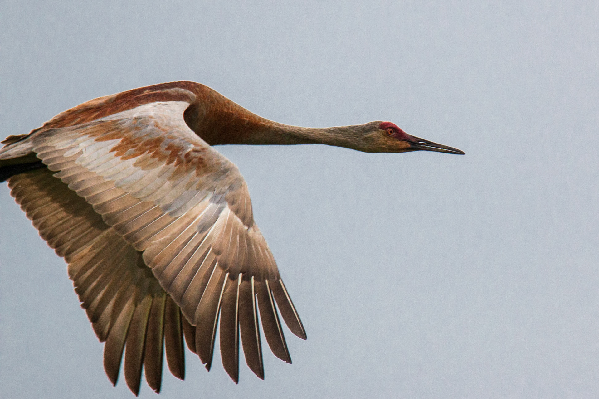 Sandhill Crane, Sherburne NWR
