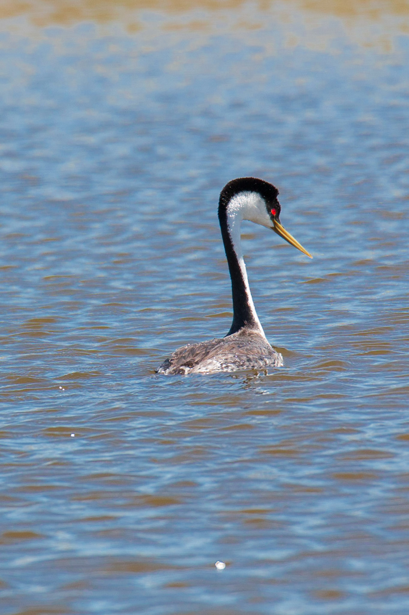 Western Grebe, North Ottawa Impoundments