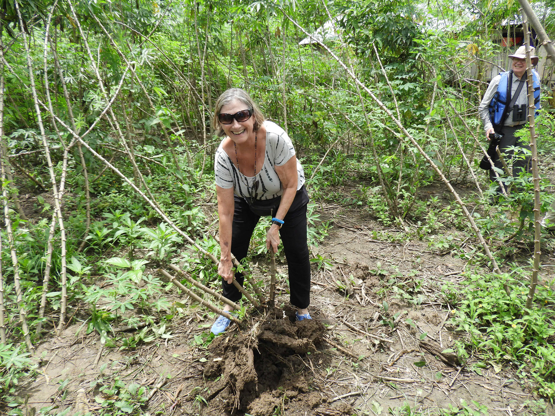 Harvesting and planting manioc (tapioca) root.