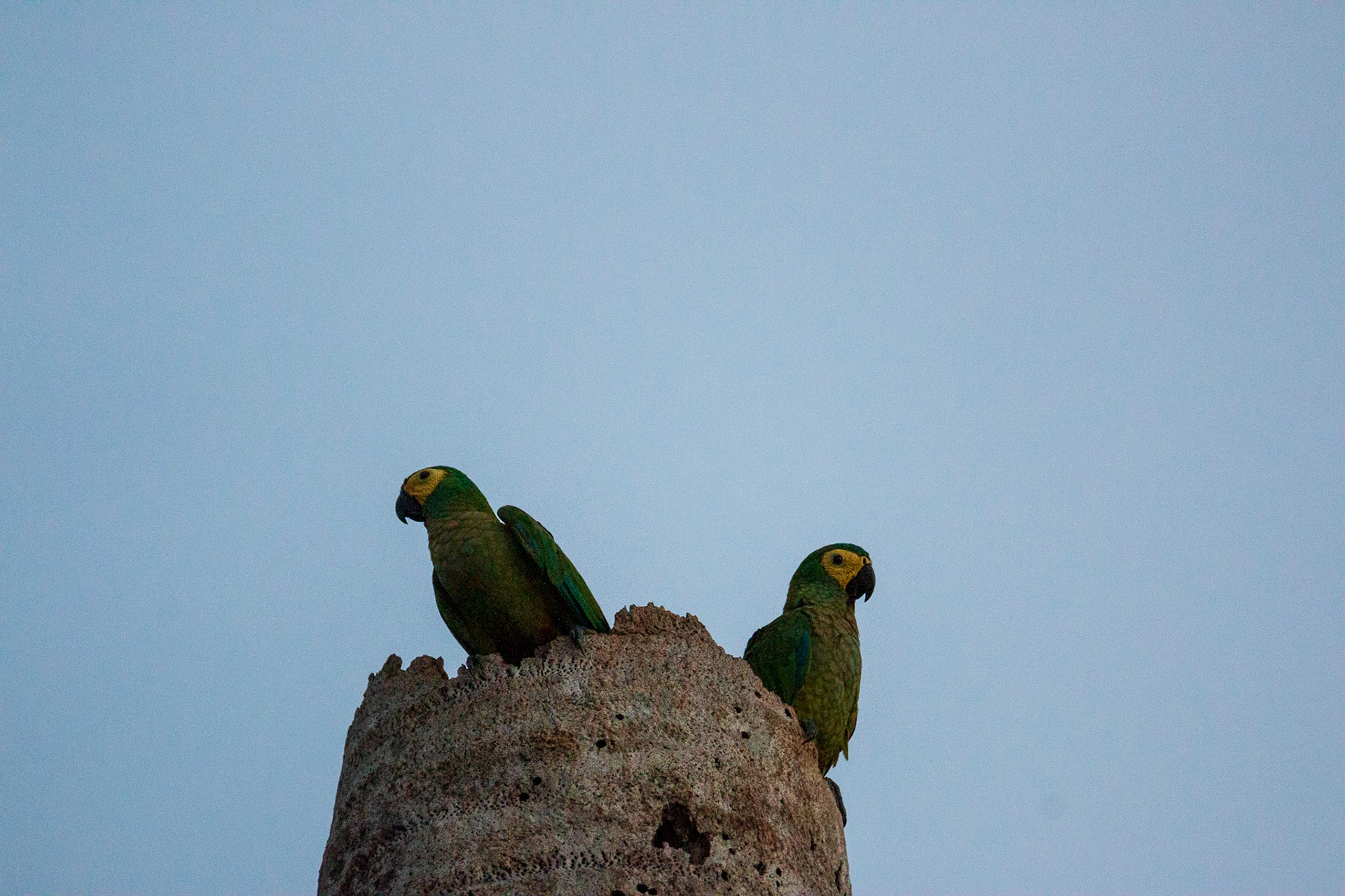 Parrots