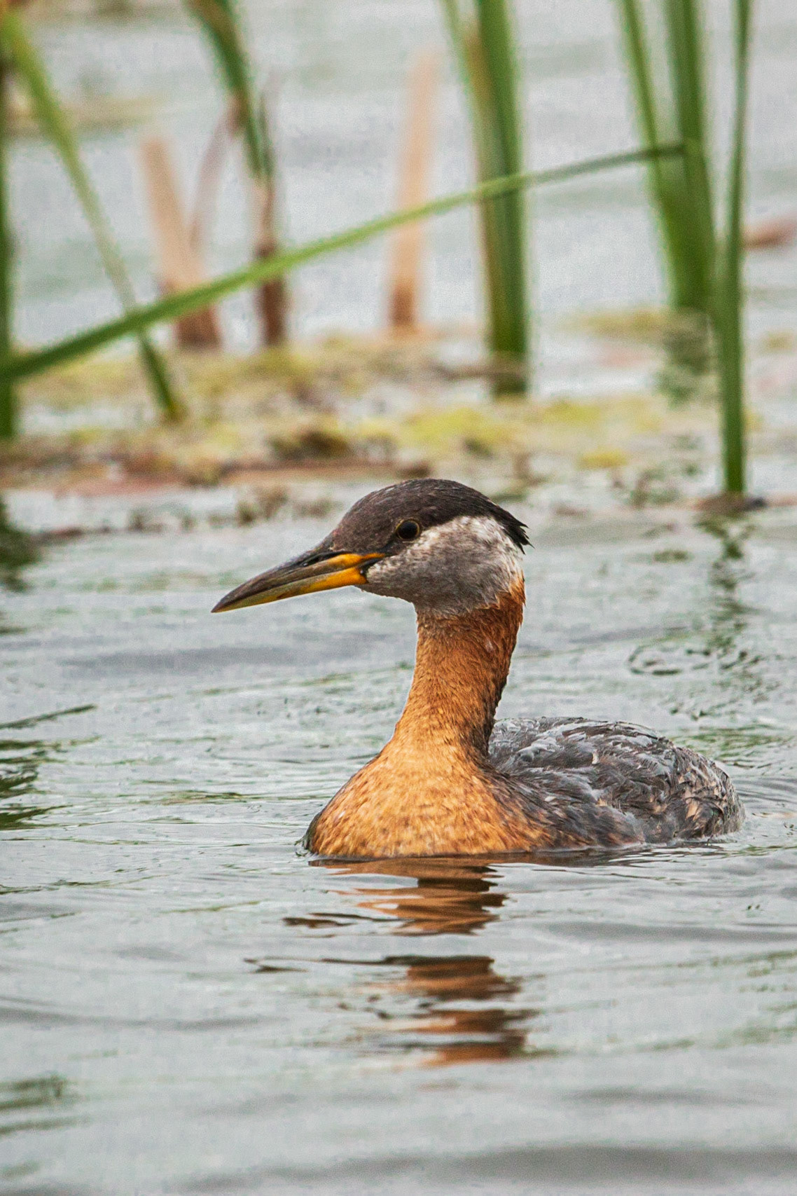 Red-necked Grebe