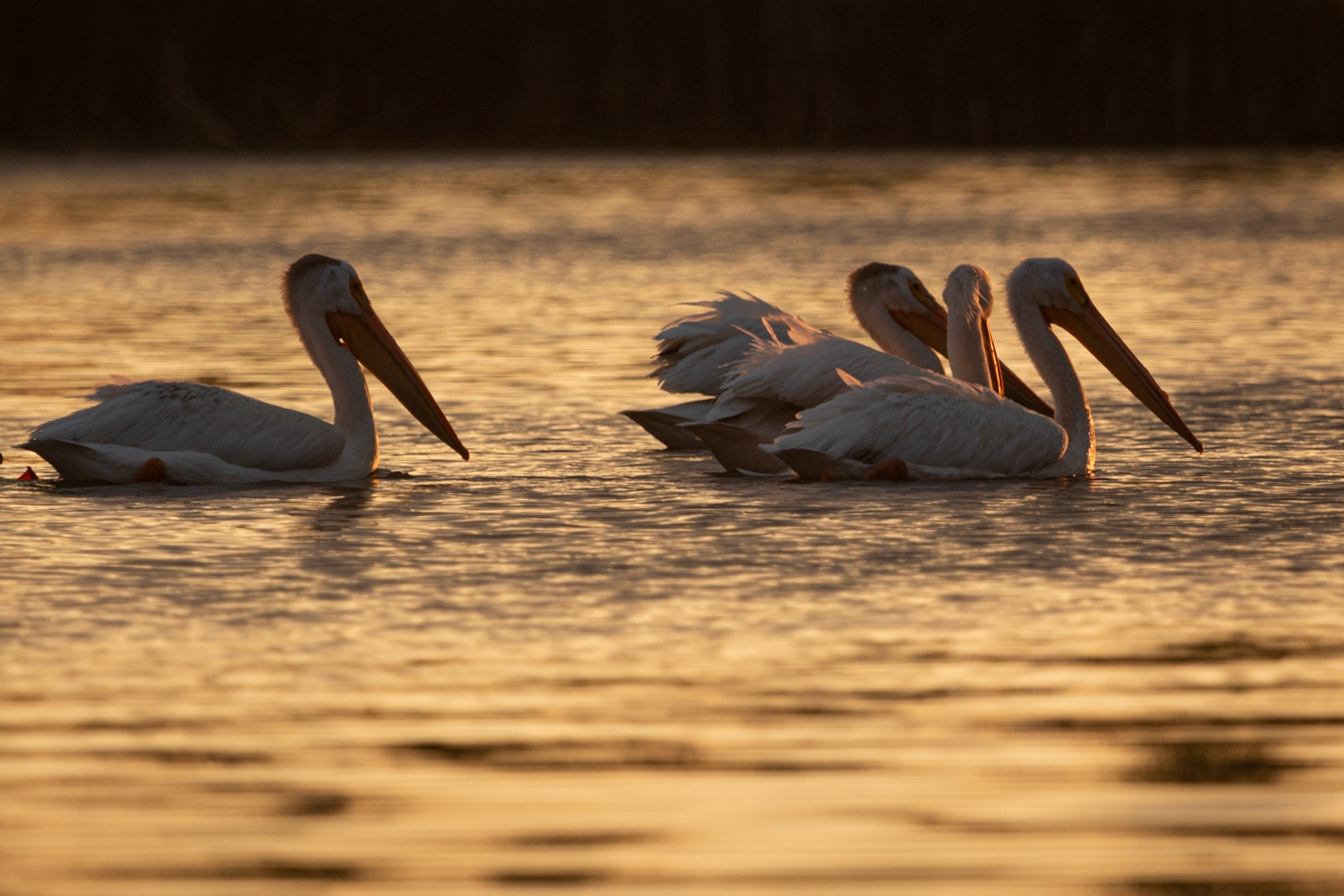 American White Pelican