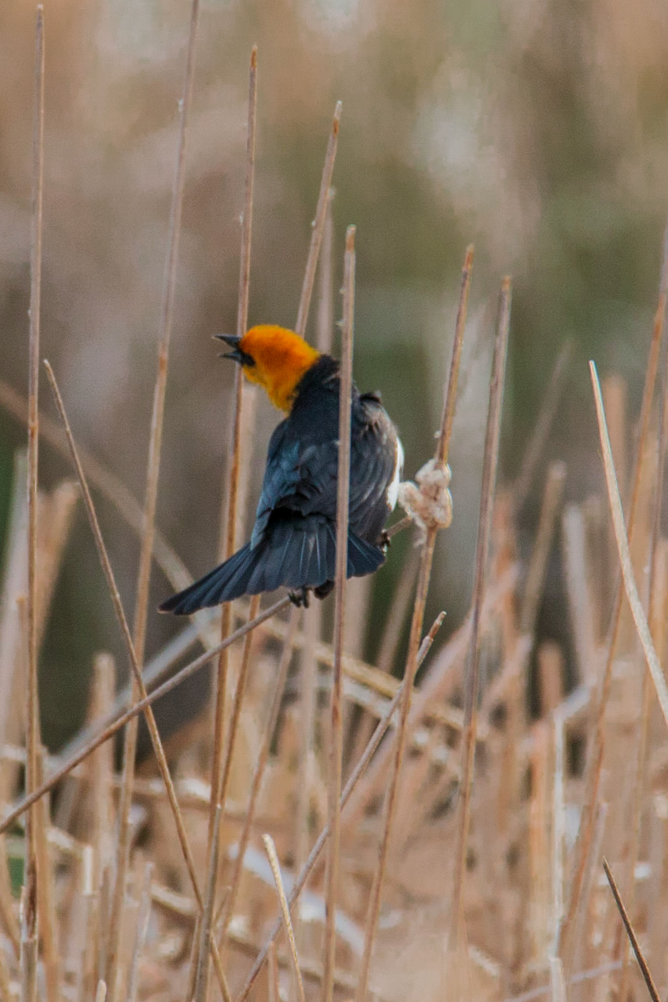 Yellow Headed Blackbird, Hampden Slough NWR