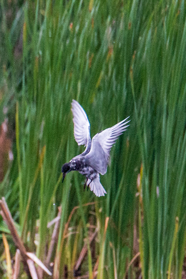 Black Tern, Sherburne NWR