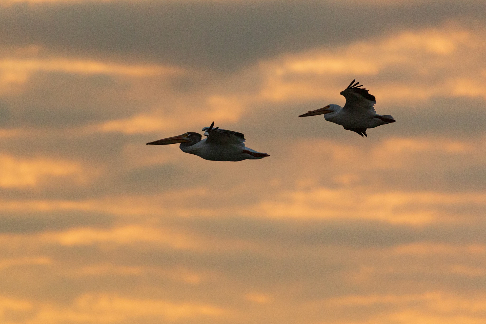 American White Pelican