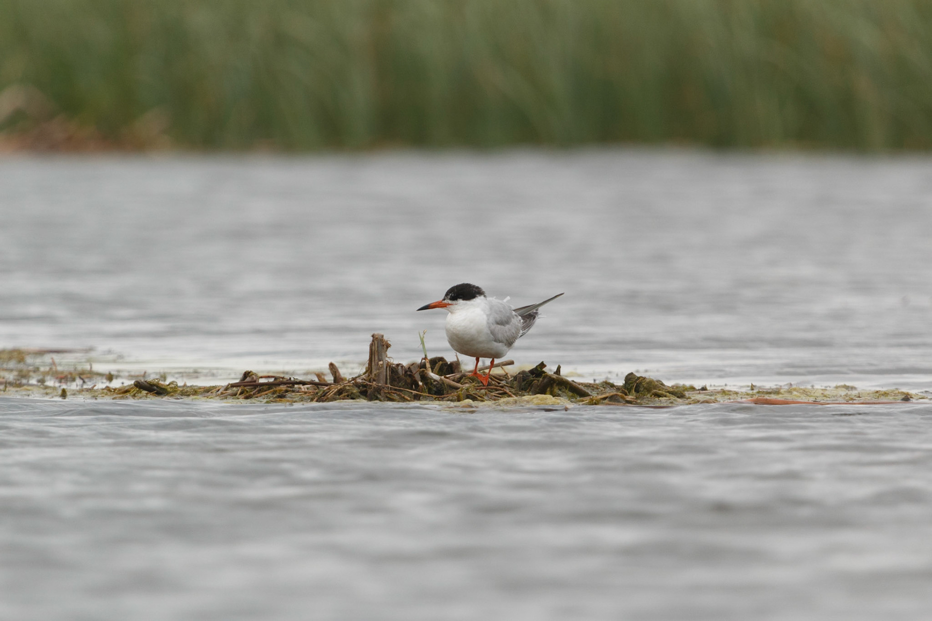 Caspian Tern