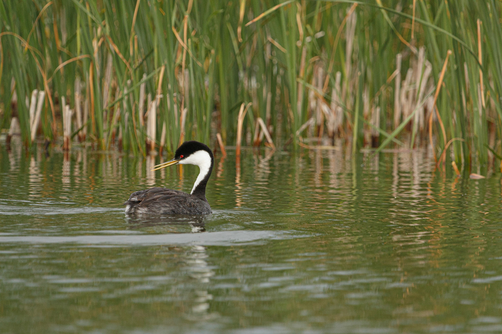 Western Grebe