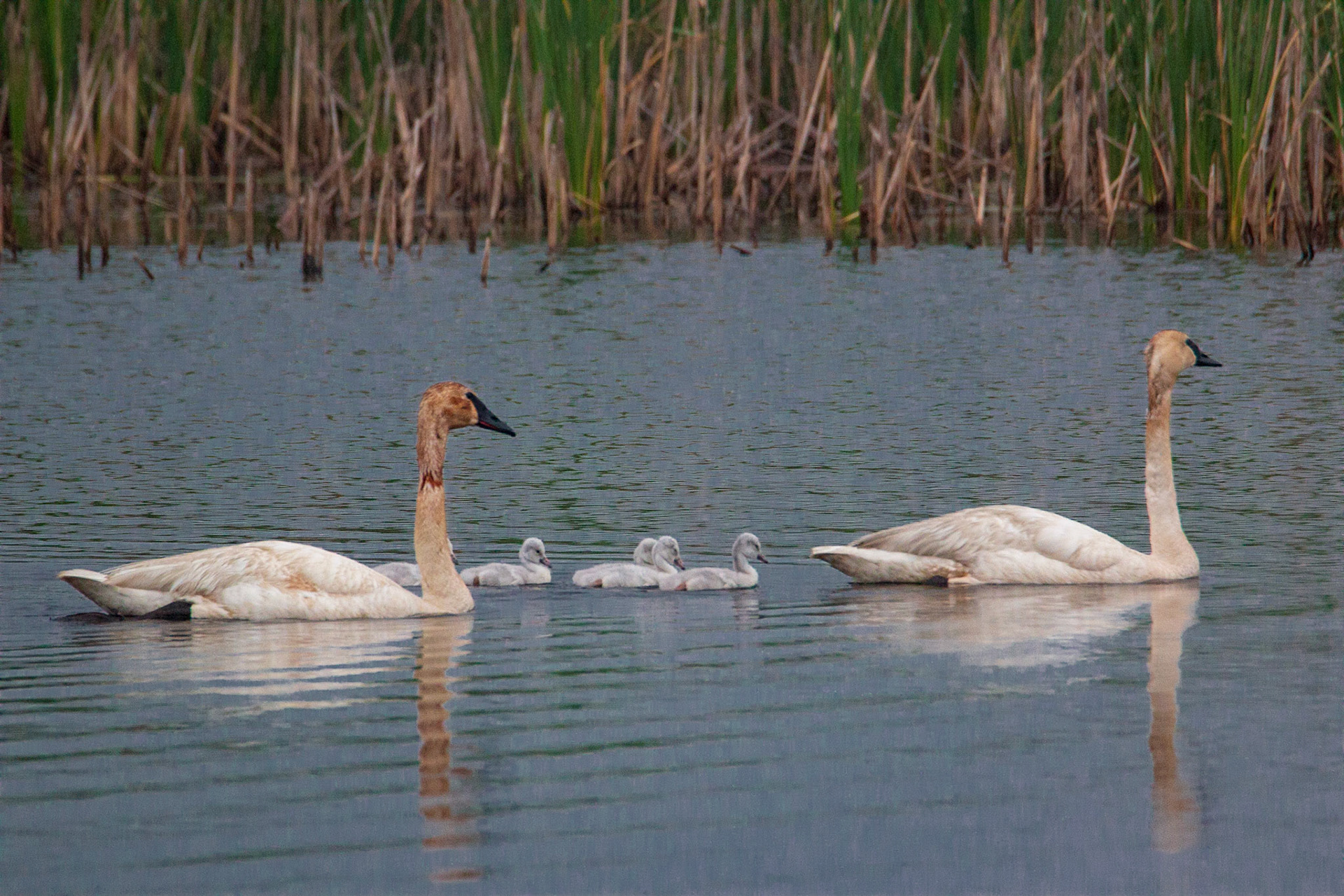 Trumpeter Swans with  Cygnets, Sherburne NWR