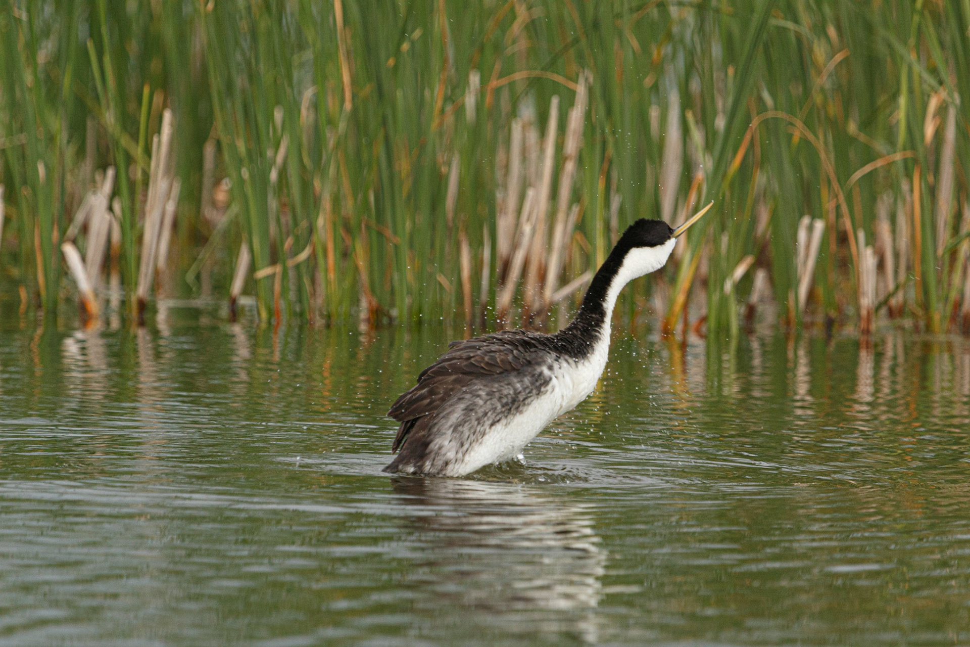 Western Grebe running on water.  This is part of their "courtship" behavior.  This may be a male trying to attract a female.