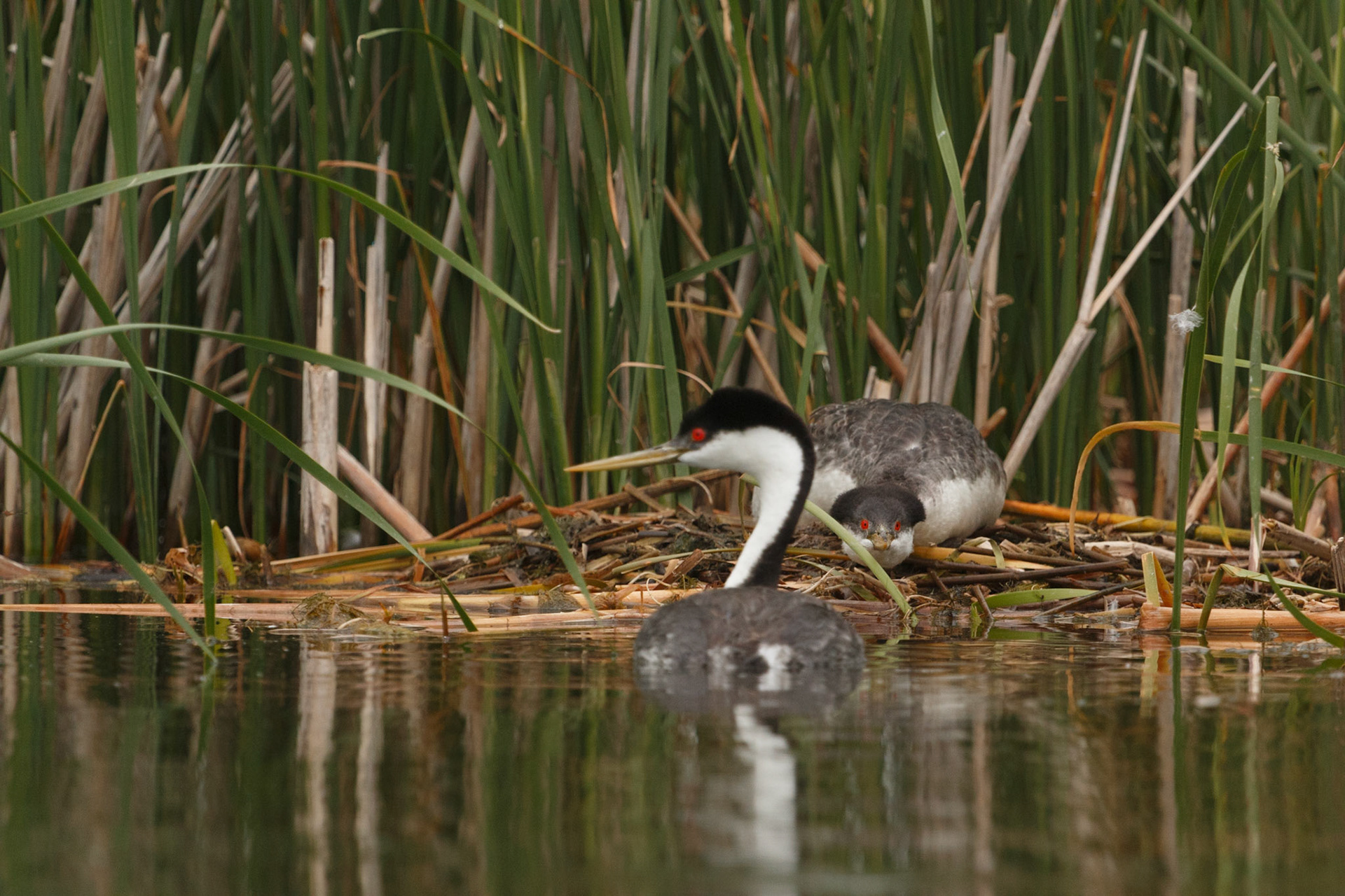 Western Grebe pair, the male is patrolling and the female on guard.