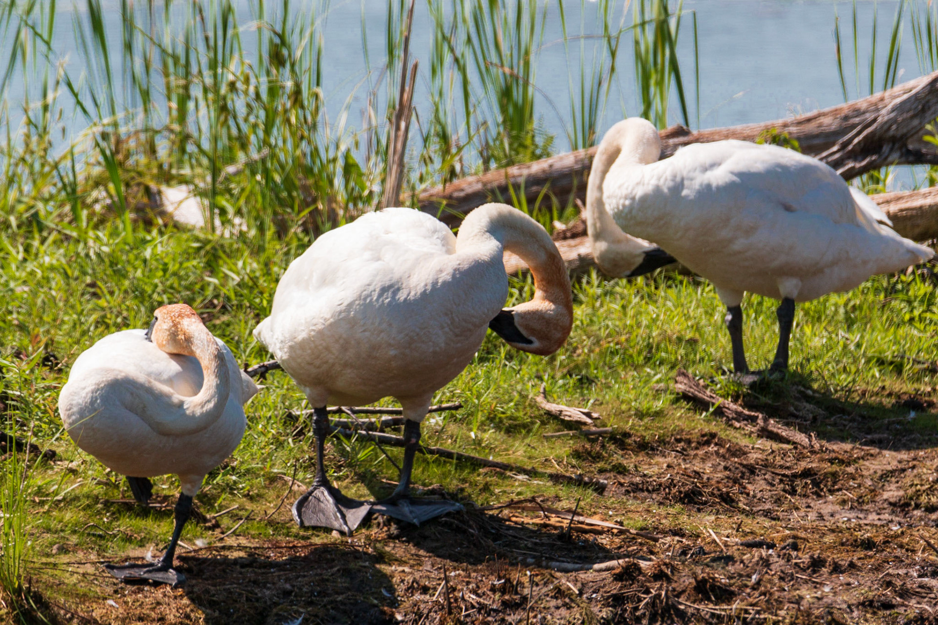 Trumpeter Swans, Sherburne NWR