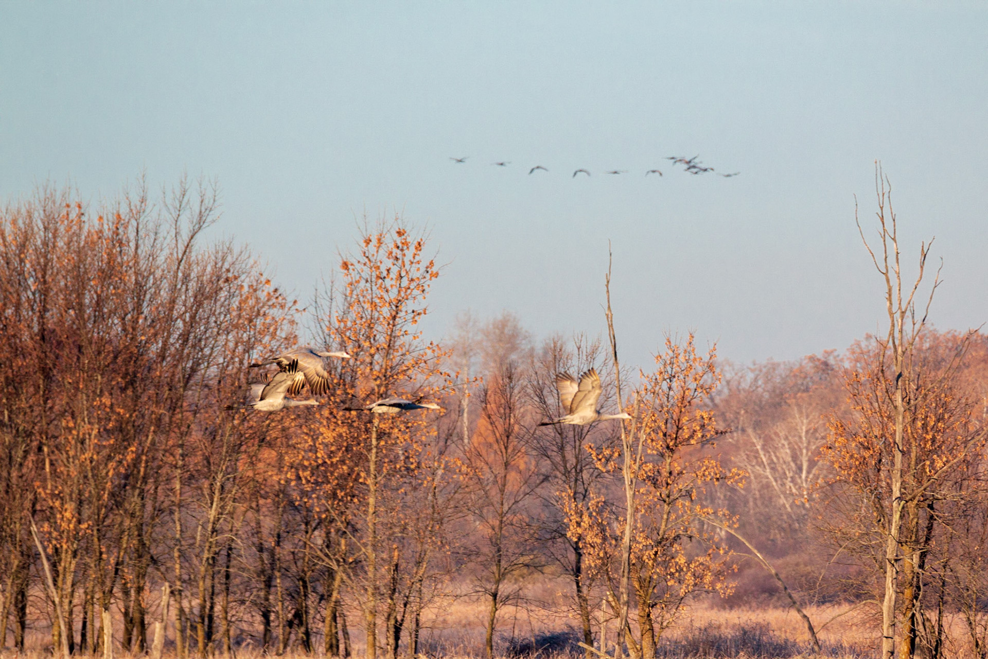 St. Francis Pool and Sandhill Cranes at dawn