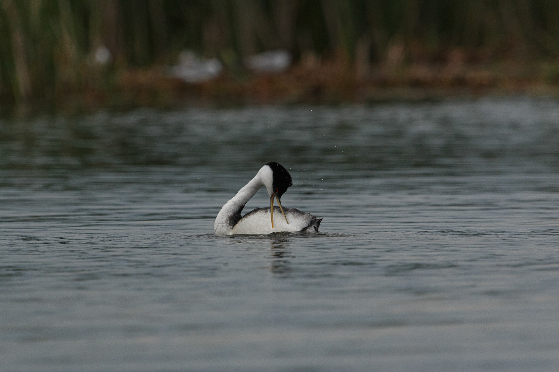 Western Grebe grooming?