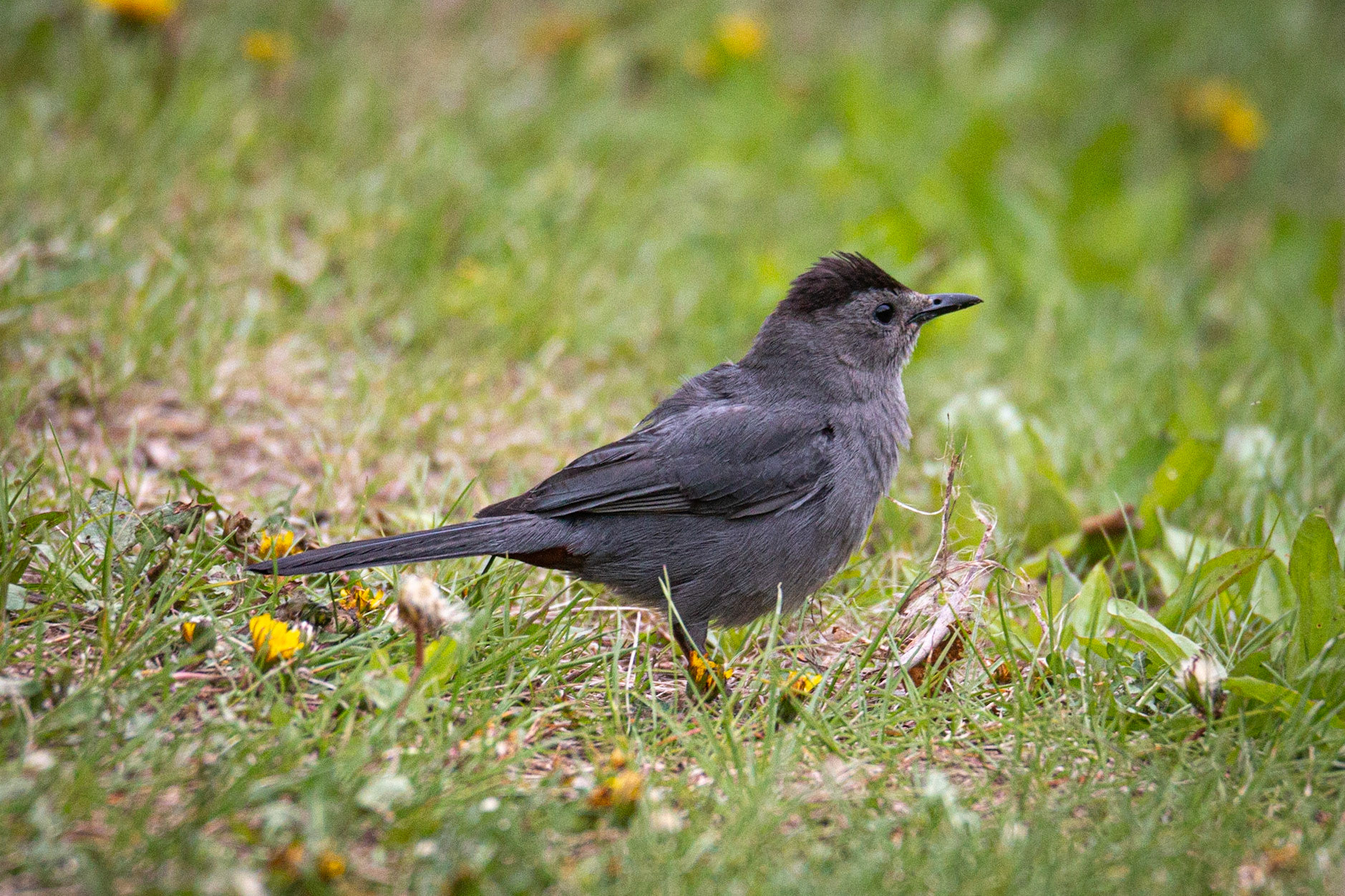 Gray Catbird at Sherburne NWR