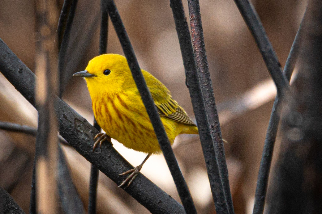 Yellow Warbler at Sherburne NWR