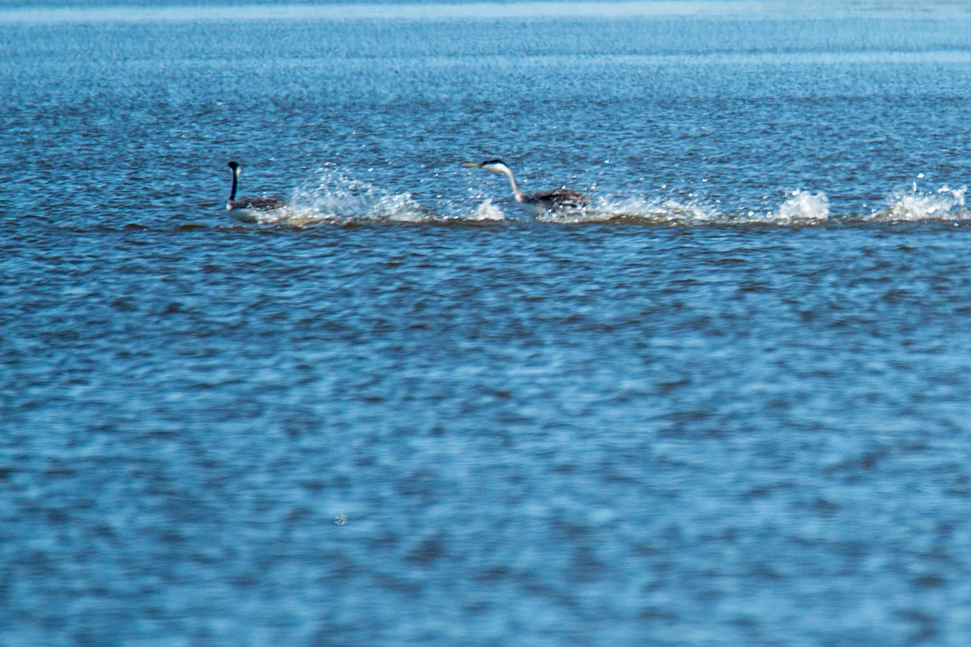 Western Grebes,, North Ottawa Impoundments