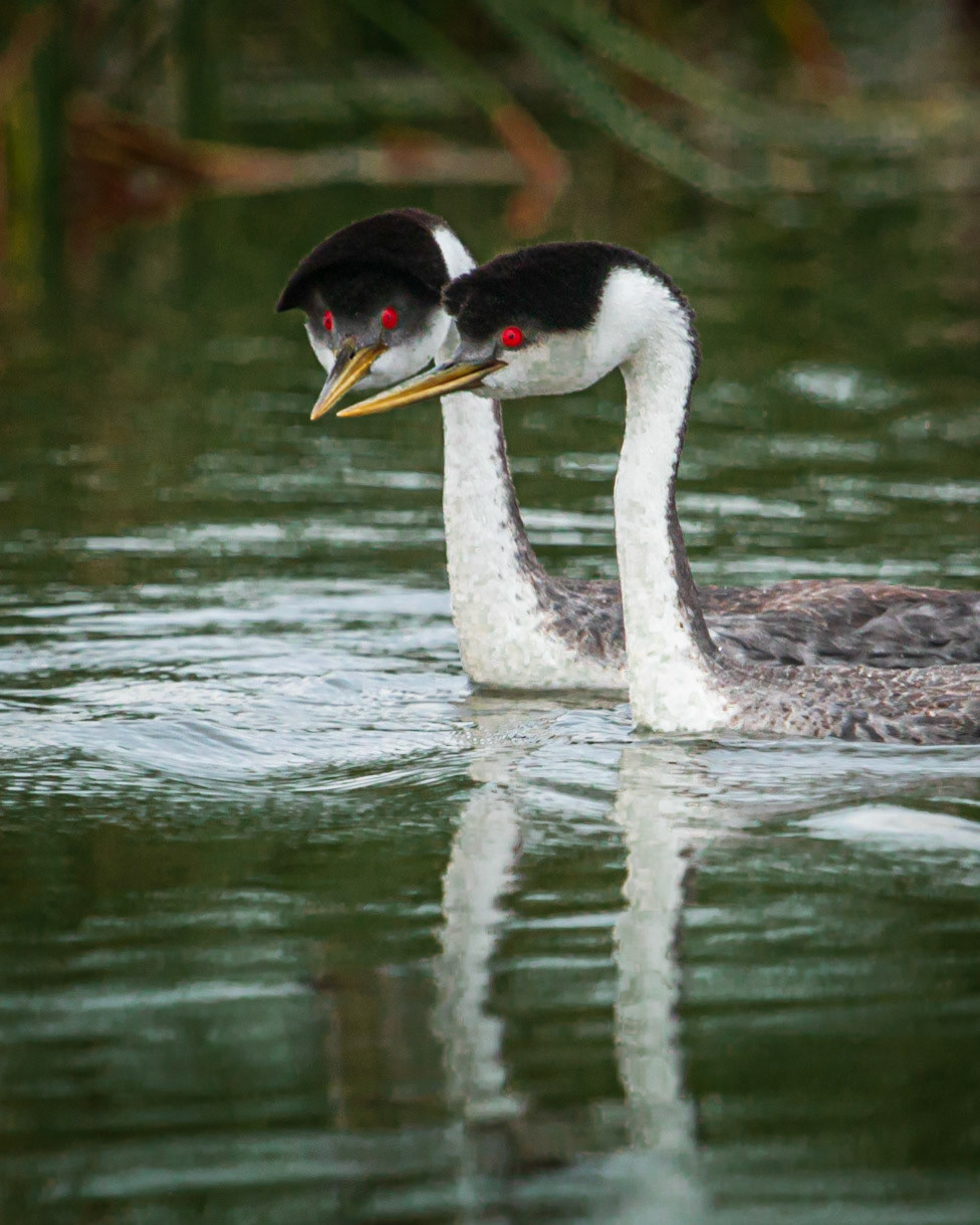 Western Grebe pair bonding