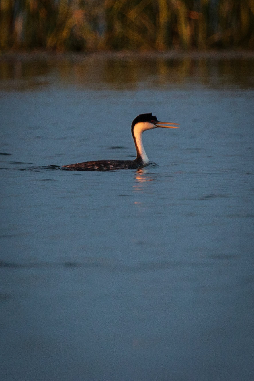 Western Grebe
