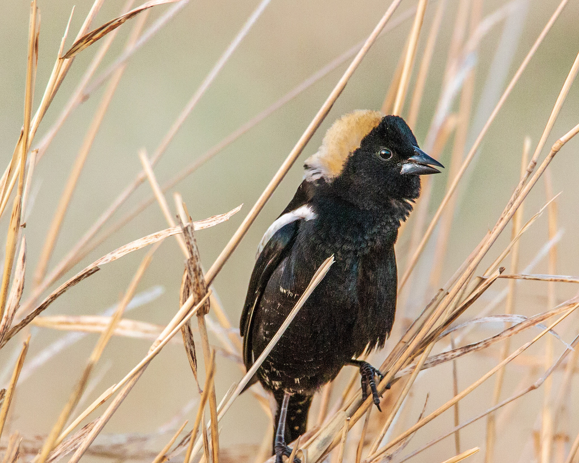 Bobolink, Hampden Slough NWR