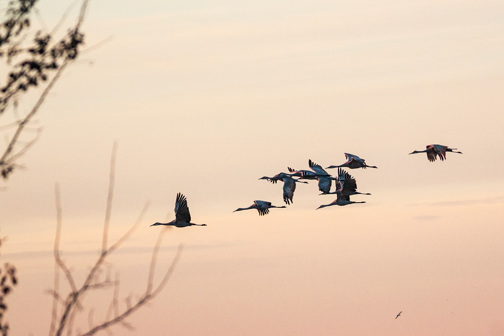 St. Francis Pool and Sandhill Cranes at dawn