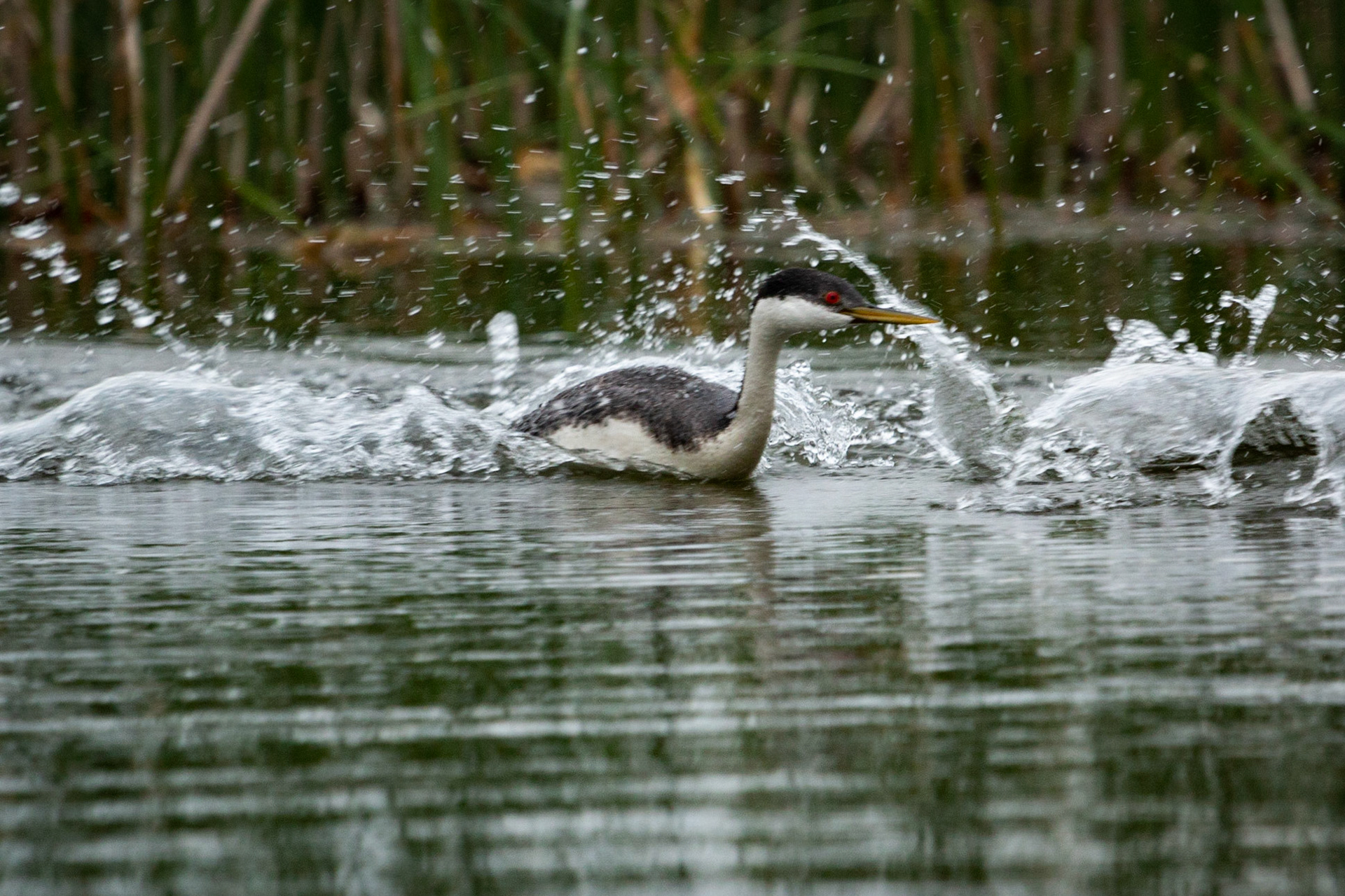Western Grebe