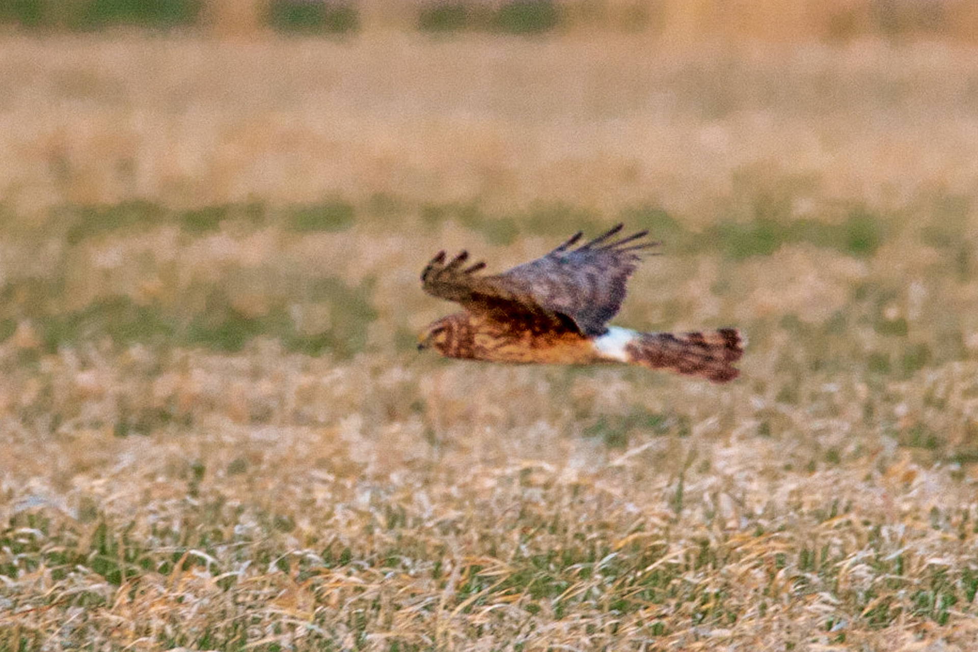 Northern Harrier, Hampden Slough NWR