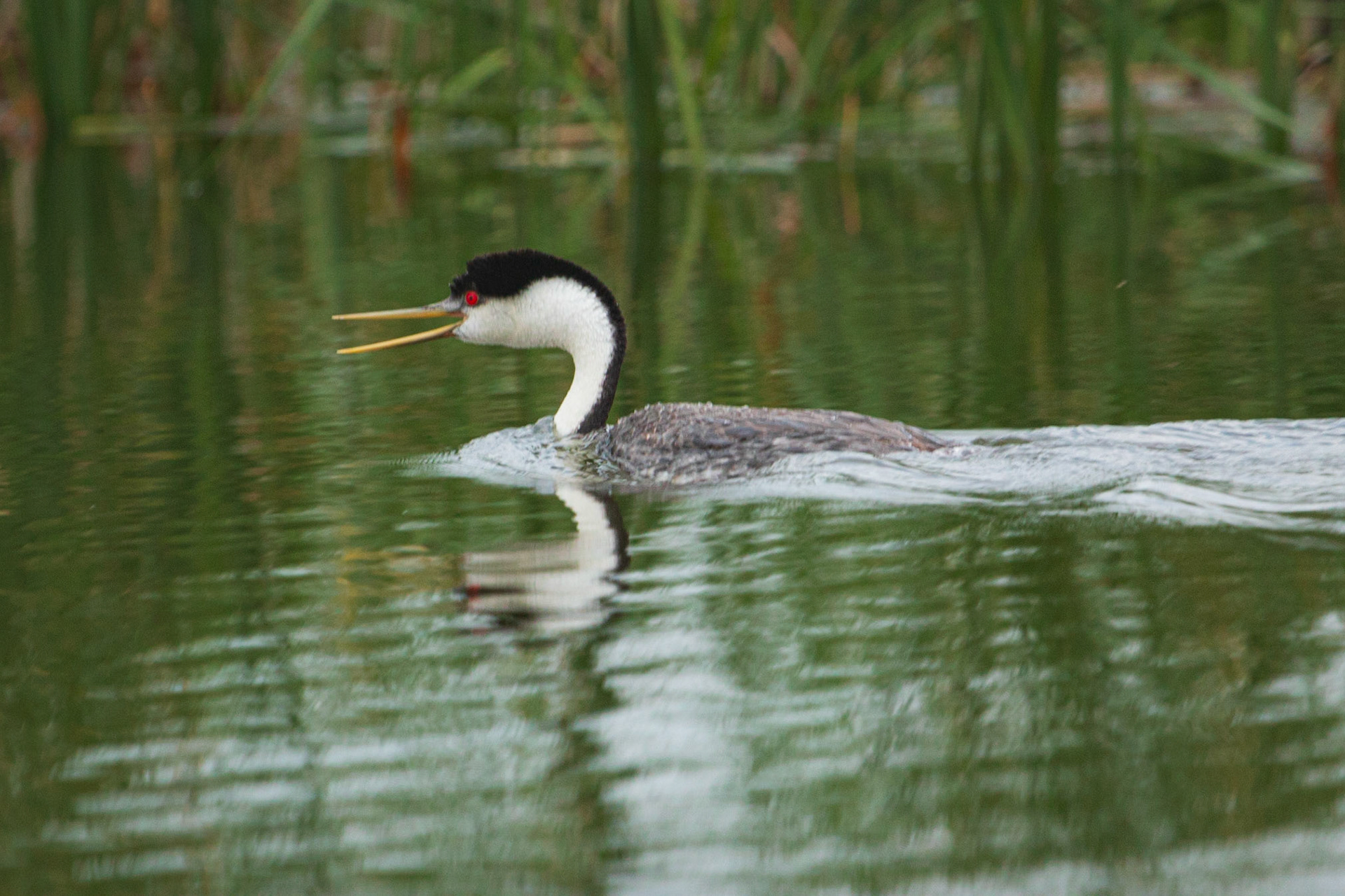 Western Grebe