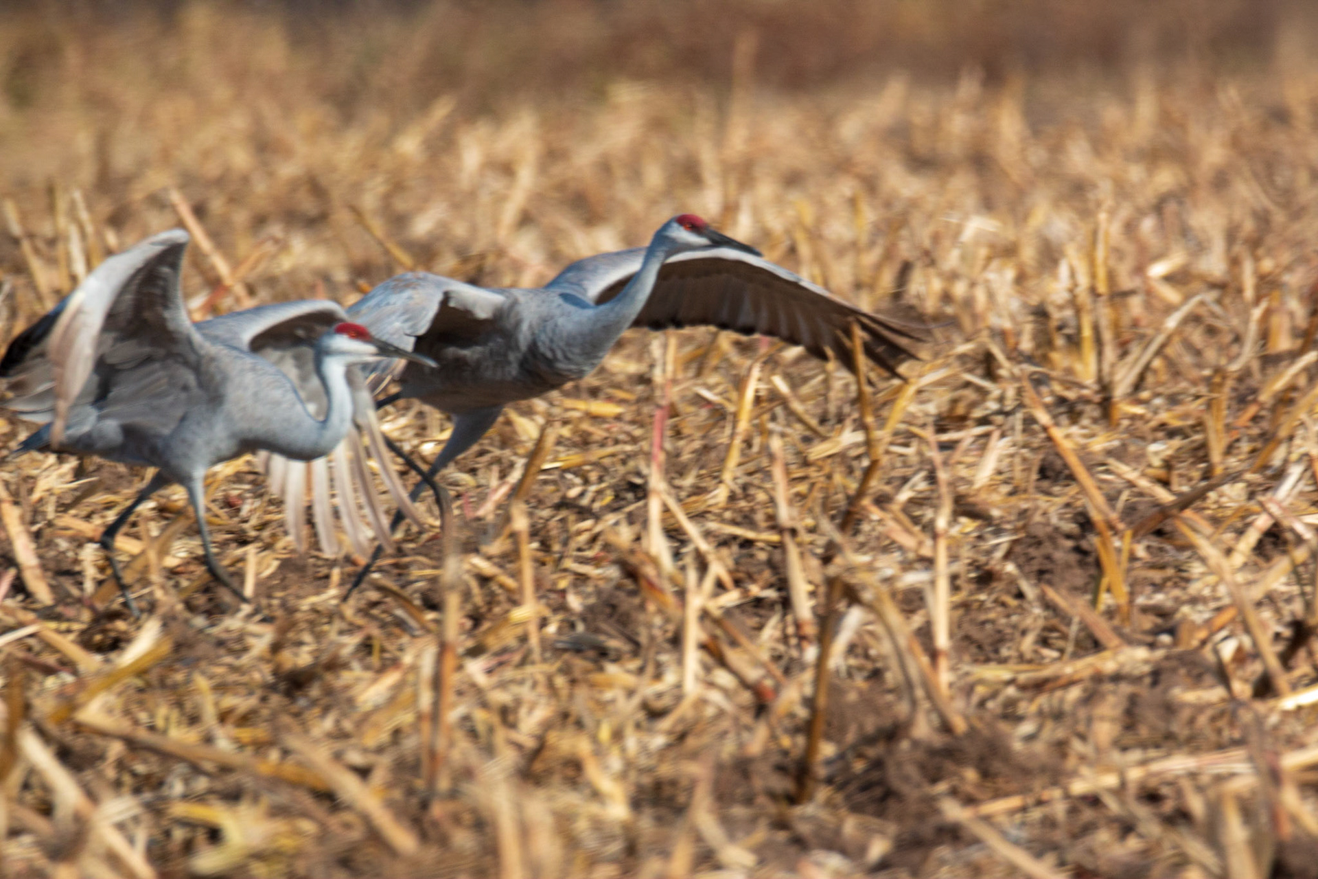 Sandhill Cranes in cornfield on 7th St NW