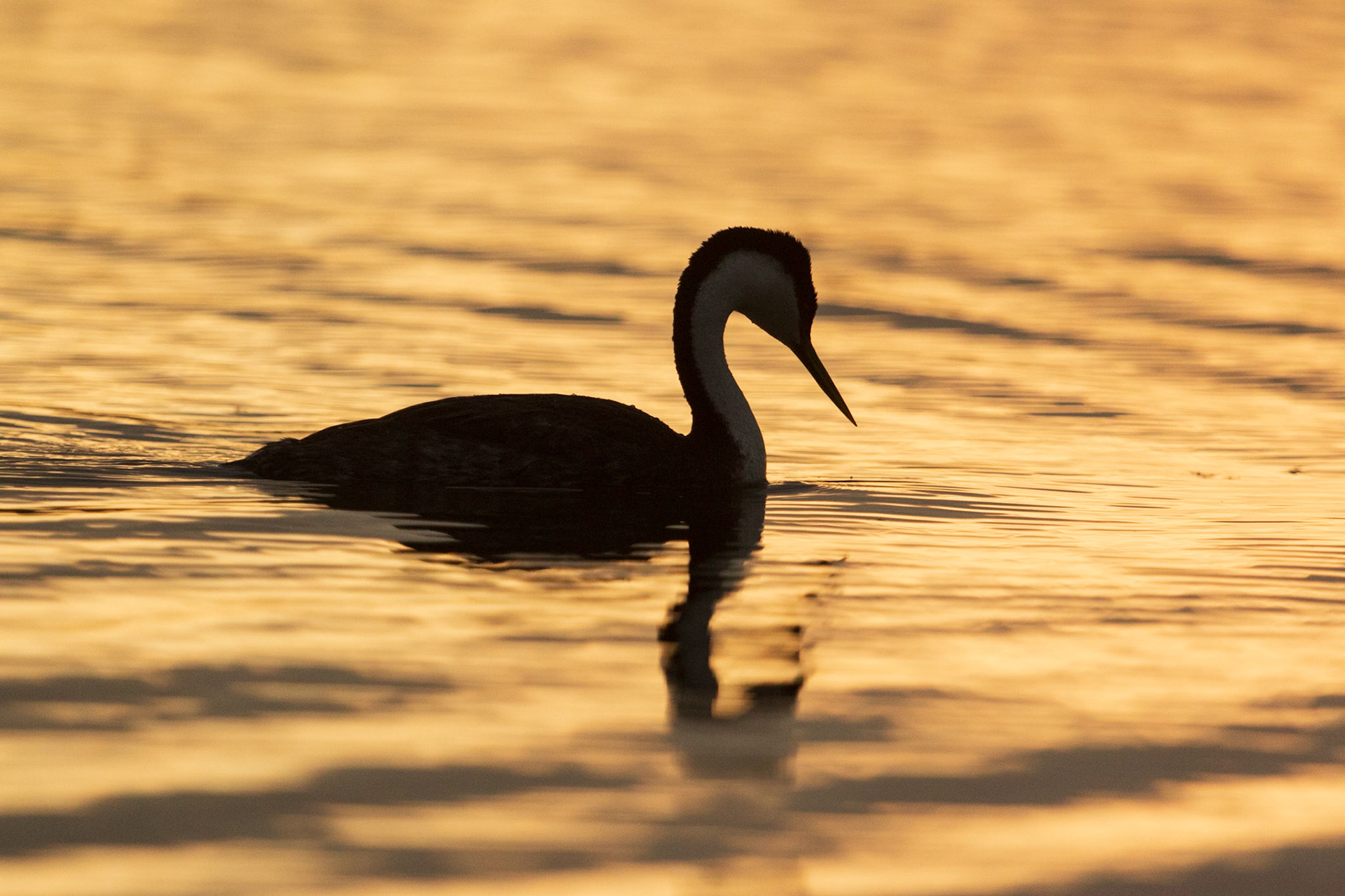 Western Grebe