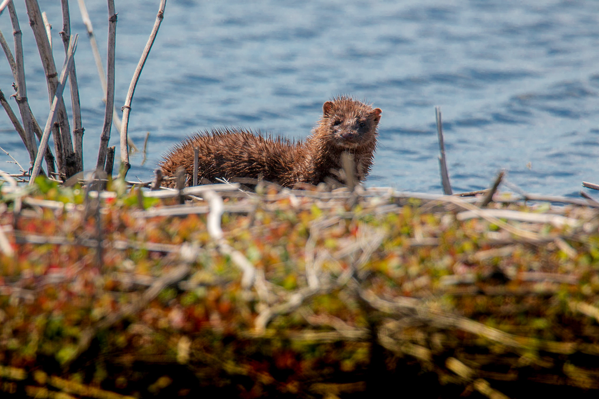 Mink, North Ottawa Impoundments
