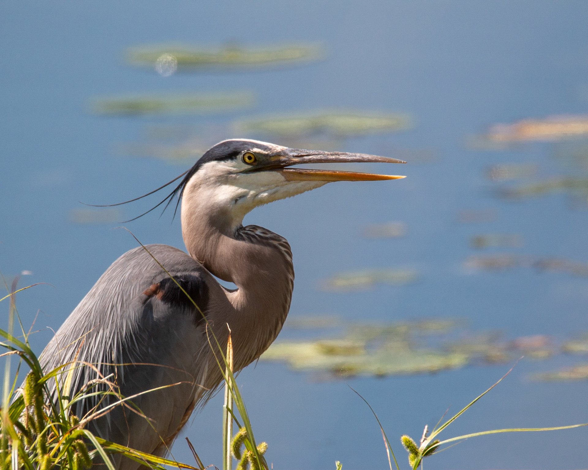 Blue Heron, Sherburne NWR