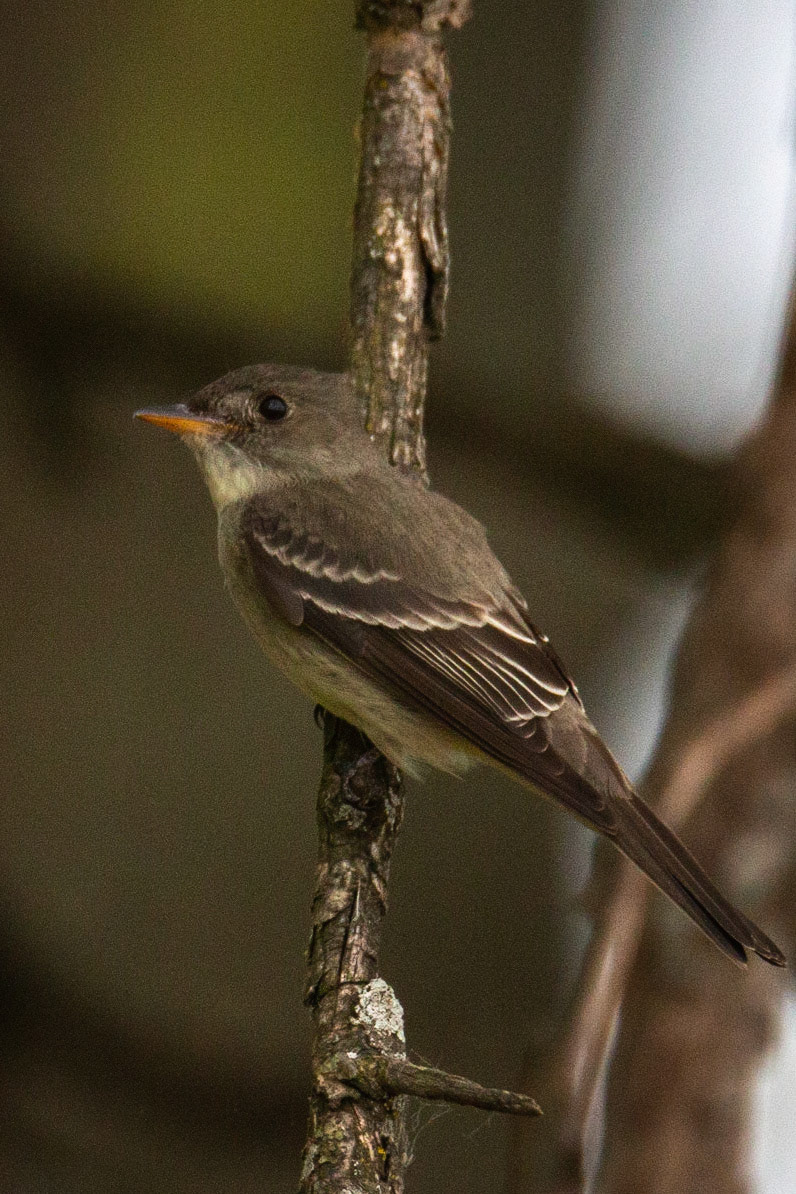 Willow Flycatcher at Sherburne NWR