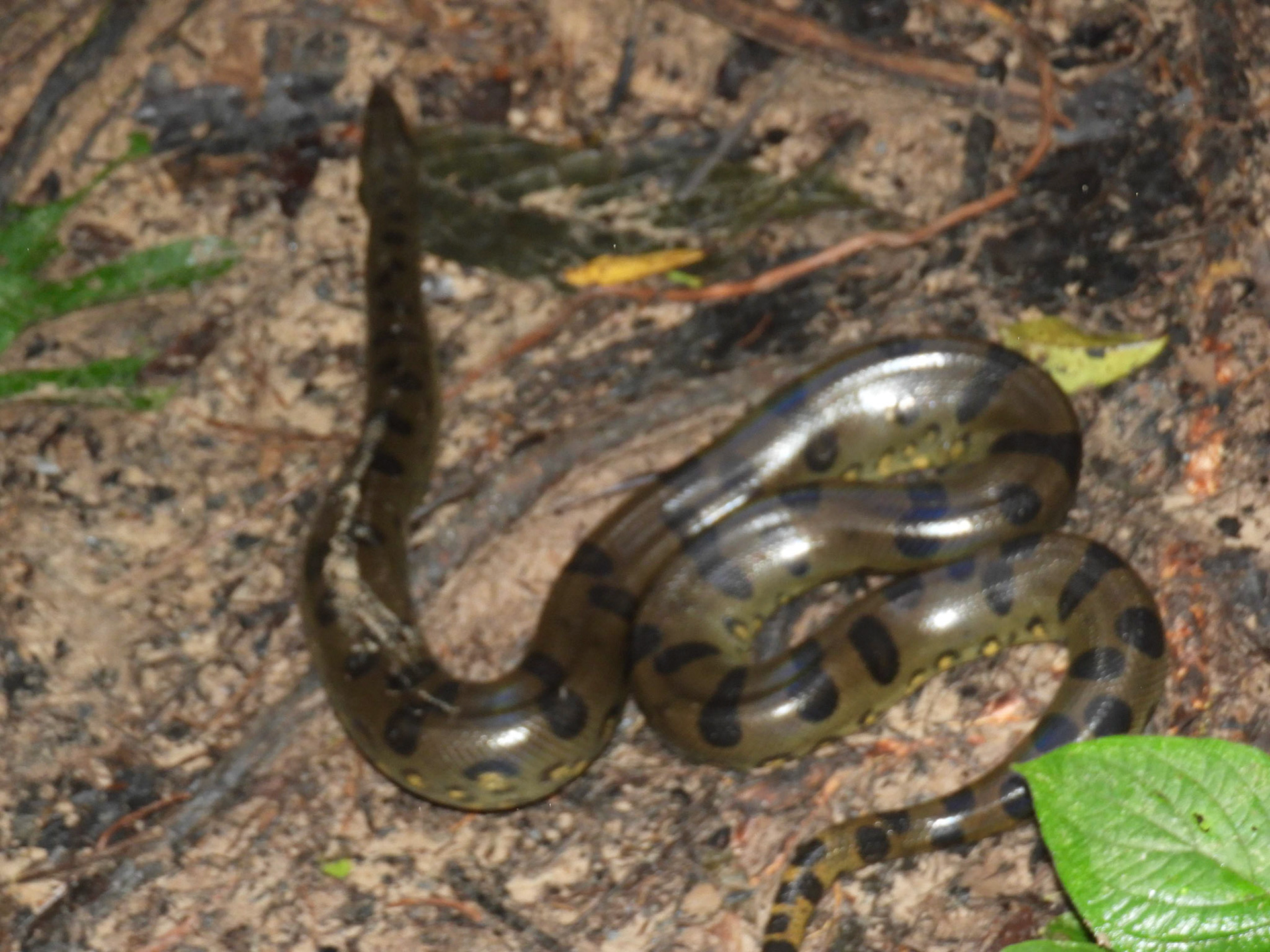 Anaconda