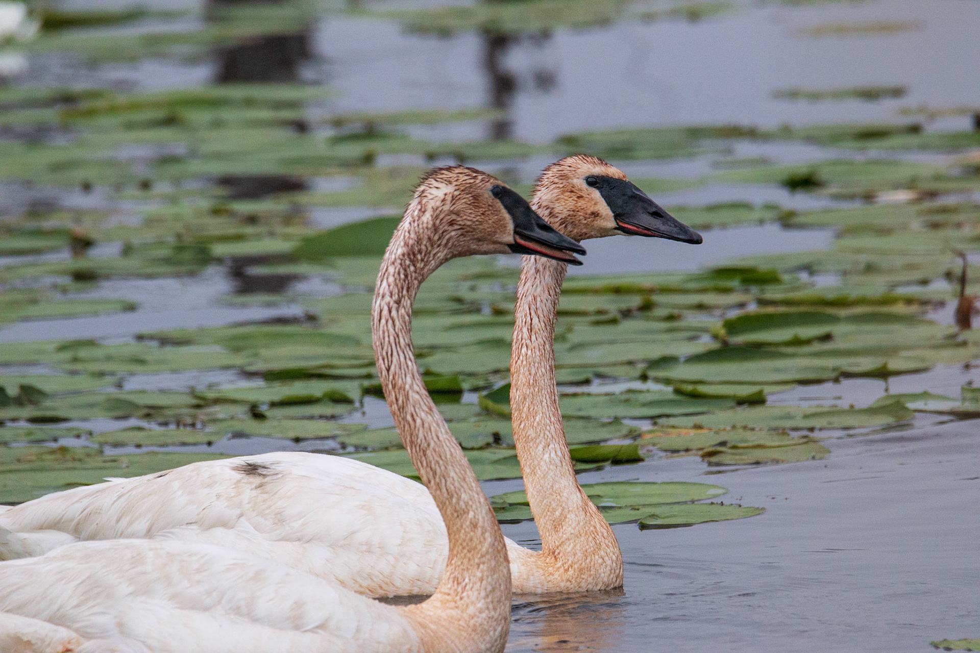 Trumpeter Swans, Sherburne NWR